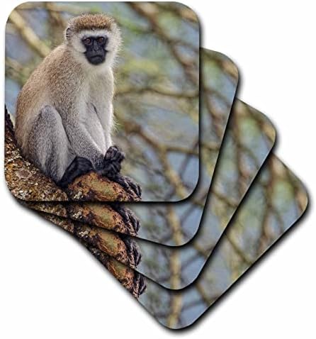 3дрозная черномордая верблюжья маймуна, кратера Нгоронгоро, Танзания, Африка - Увеселителен парк (cst-366252-4)