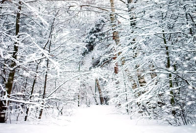 Yeele 15x10ft Зимата Снежна Пейзаж Горски Фон Бели покрити със сняг Дървета Природни Пейзажи Пейзаж Фотогравюрный